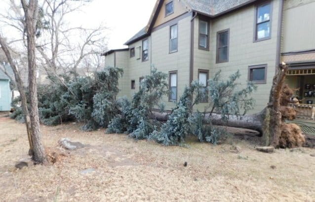 Removing trees from storm clean-up